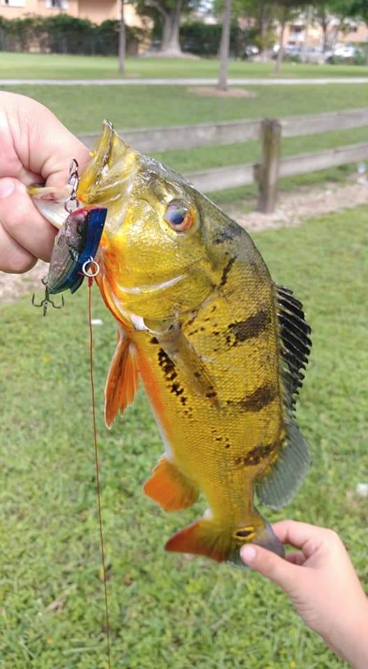 bassfishingdads's tweet image. Dylan Diaz, son of Rich of Bass Fishing Dads getting this beautiful peacock bass!  Do you have peacock in your area? #FishingFamily