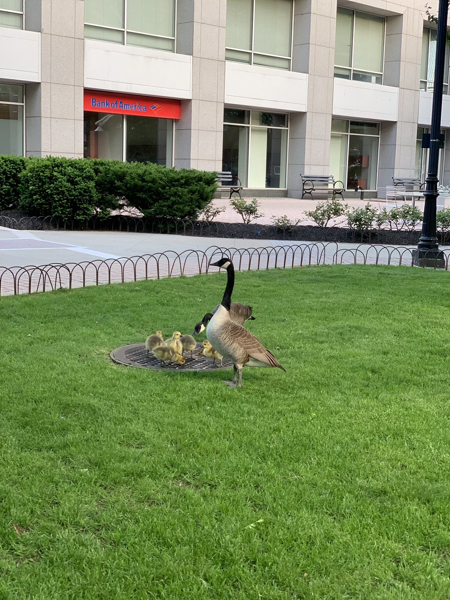 neha_aks's tweet photo. Family is out for a walk coz its so nice outside. #CityNatureChallenge #GoodWeatherDay #MahCityMahRulz #NoUglyDuckling https://t.co/hUa7n5XnbM