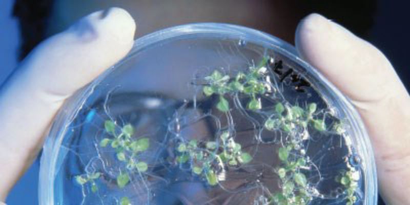 probioticflow's tweet image. Our customers design crop sprays with probiotics to encourage better growth and protection against disease; perhaps a better option than fertilizers. Our #flowcytometry tests validate there are viable, live cells in the finished product. #afu #probiotics buff.ly/2Vz3c6I