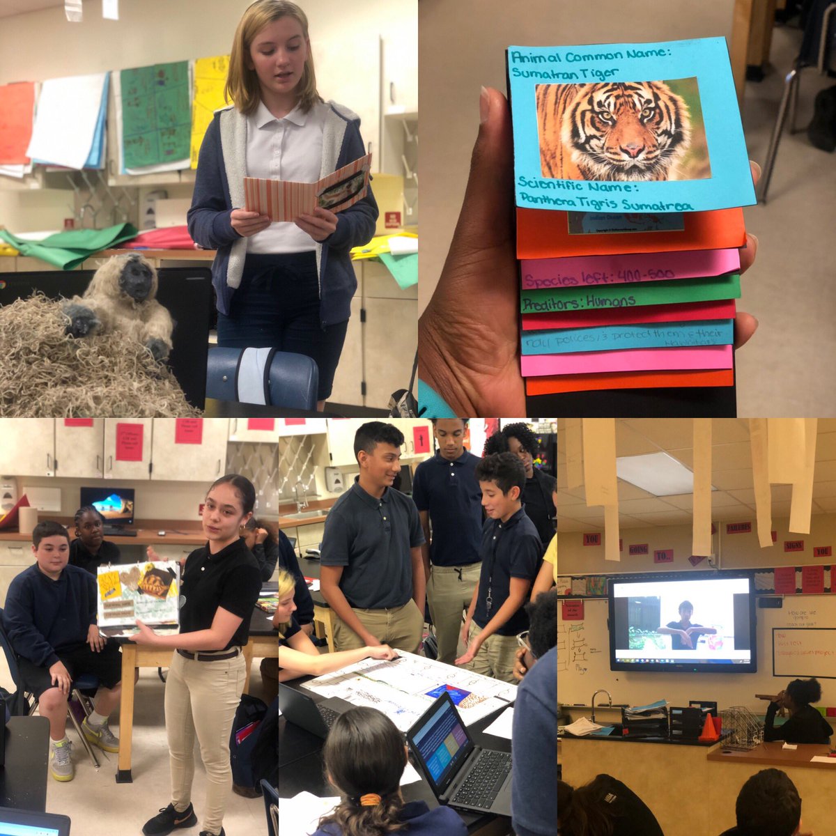HAMOScience's tweet photo. Had a sloth in our class last week! Last time, 5th period presented below expectations. Expectations weren't lowered for this endangered species project, but they learned from their mistakes and blew it out of the water! I'm so proud!  @theREALDonMaier @CASchoquette https://t.co/BqL3dvNgwf