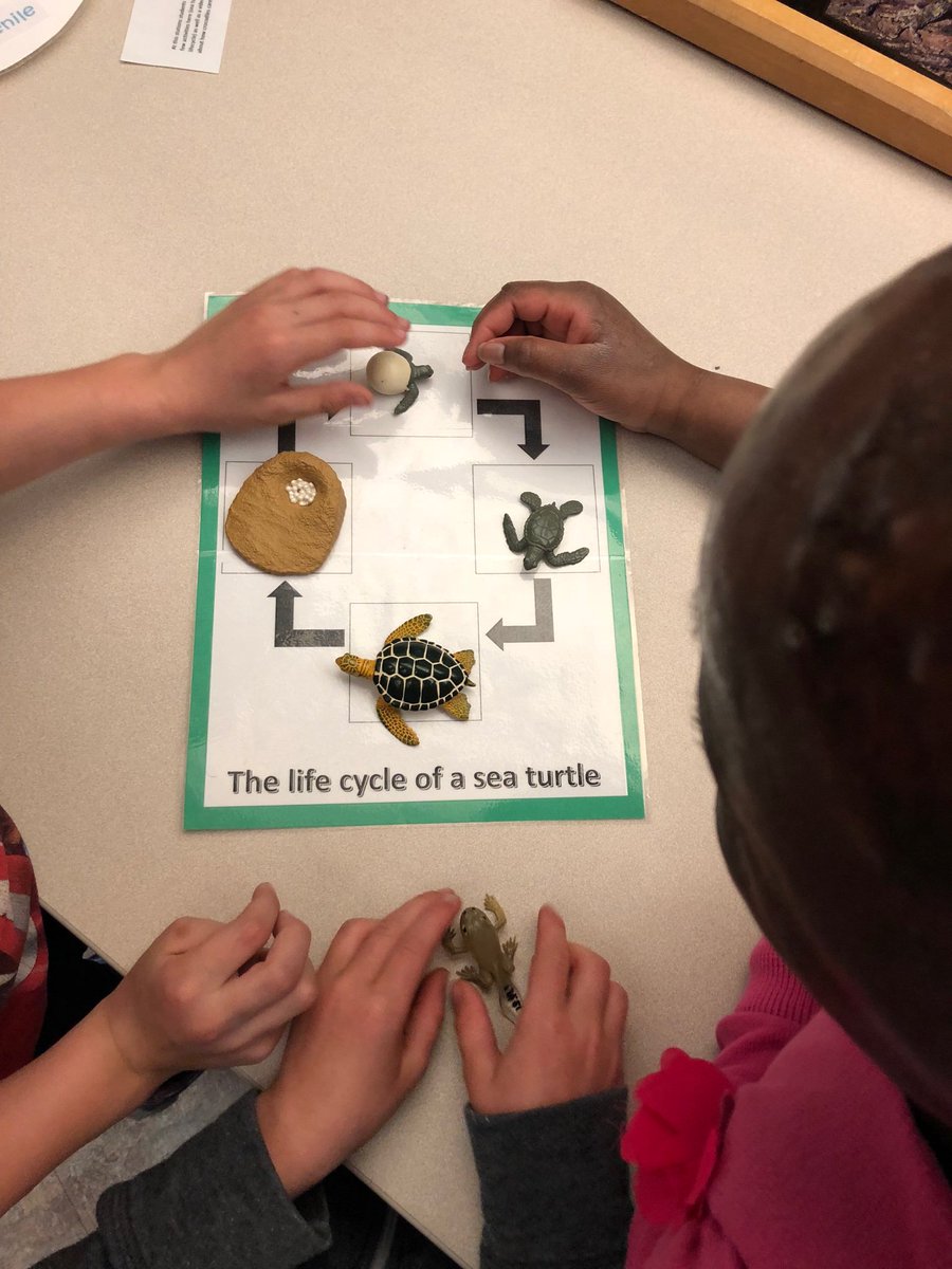 VVMeil's tweet photo. At the zoo we got to explore the life cycles of different animals and got to interact with interesting artifacts! Who knew you could tell so much about a creature based on its bones. We also talked about conservation and how we can help our environment! #grade2/3 #zooexploration https://t.co/73pURhF3jo