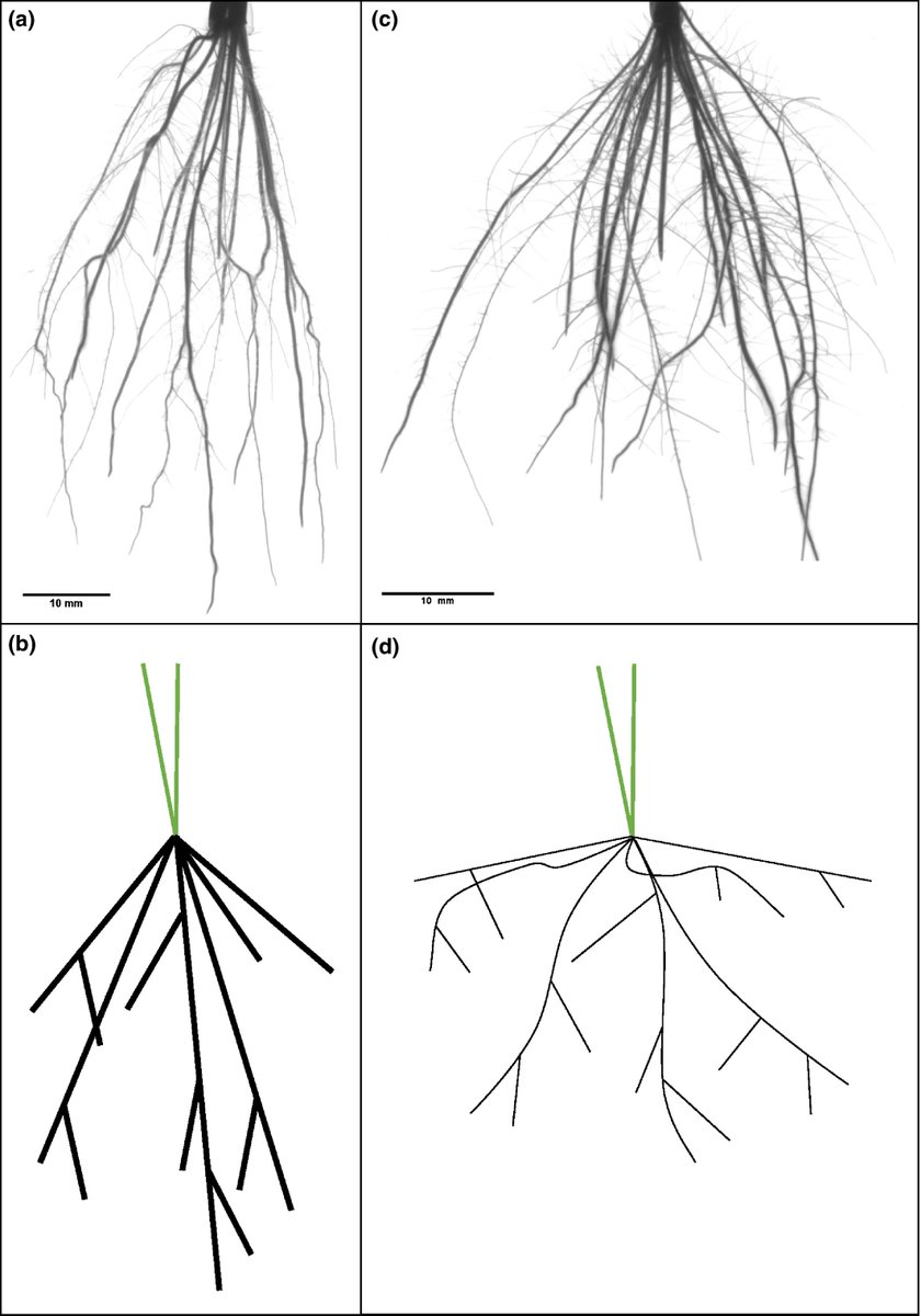 Characteristic differences in root system architecture between weedy and cultivated rice.