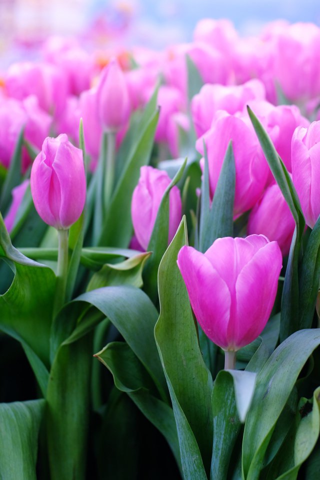 поле красных тюльпанов. тюльпаны вертикально. тюльпан пурпл флаг. тюльпаны открытка. тюльпаны вертикально.