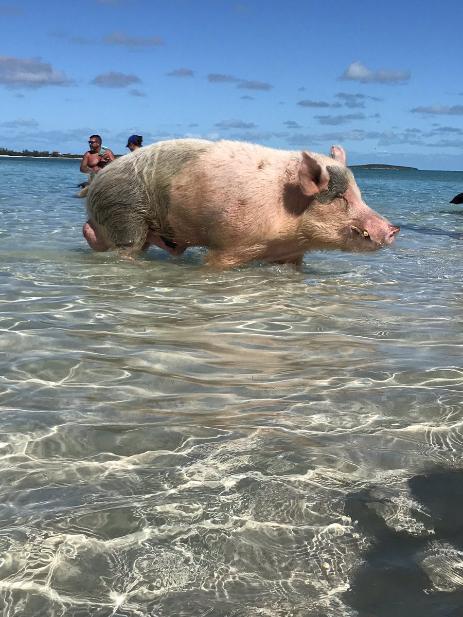 JRich6's tweet photo. The star of the swimming pigs ... 500 lbs of CHONK (IT’S CHONK) #gotgirth @BarstoolBigCat @PFTCommenter @hen_ease @PardonMyTake https://t.co/yGjynTLwEq