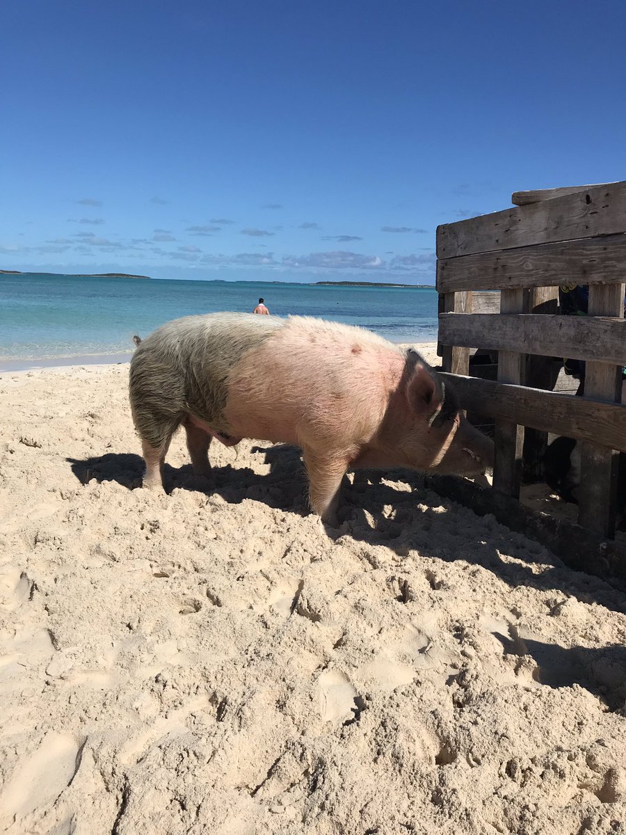 JRich6's tweet photo. The star of the swimming pigs ... 500 lbs of CHONK (IT’S CHONK) #gotgirth @BarstoolBigCat @PFTCommenter @hen_ease @PardonMyTake https://t.co/yGjynTLwEq
