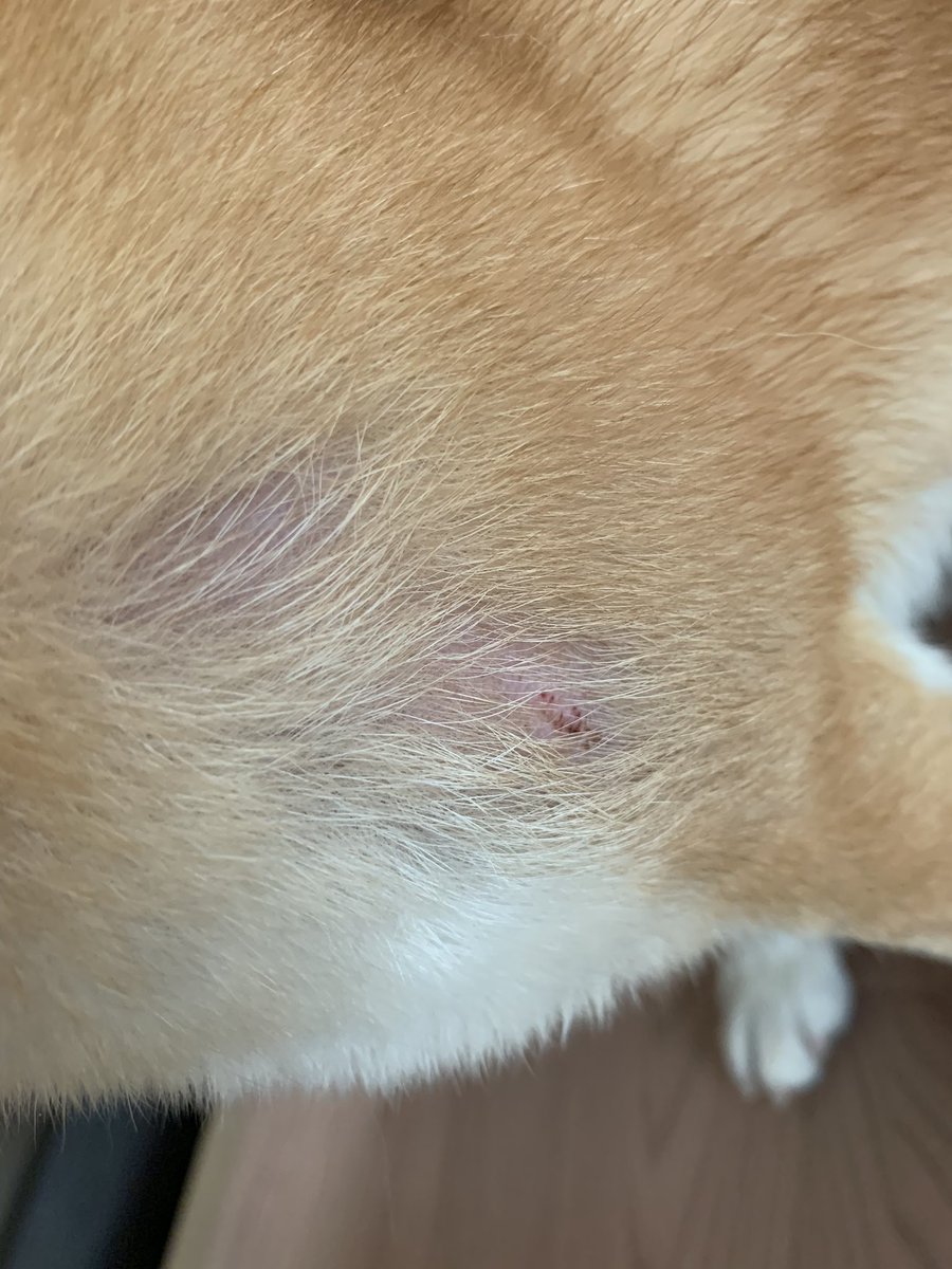おか ひきこ森 こんにちは うちの犬 もちょっと似た症状です 昨年末ごろからやけに体を掻いたり舐めたりしてるなと思ったら内股などにハゲ 病院行ったら細菌性の皮膚炎でしょうということで抗生剤処方されました 草 かぶれかもしれないから草むら入らない おか ひきこ森 こんにちは うちの犬 もちょっと似た症状です 昨年末ごろからやけに体を掻いたり舐めたりしてるなと思ったら内股などにハゲ 病院行ったら細菌性の皮膚炎でしょうということで抗生剤処方されました 草 かぶれかもしれないから草むら入らない