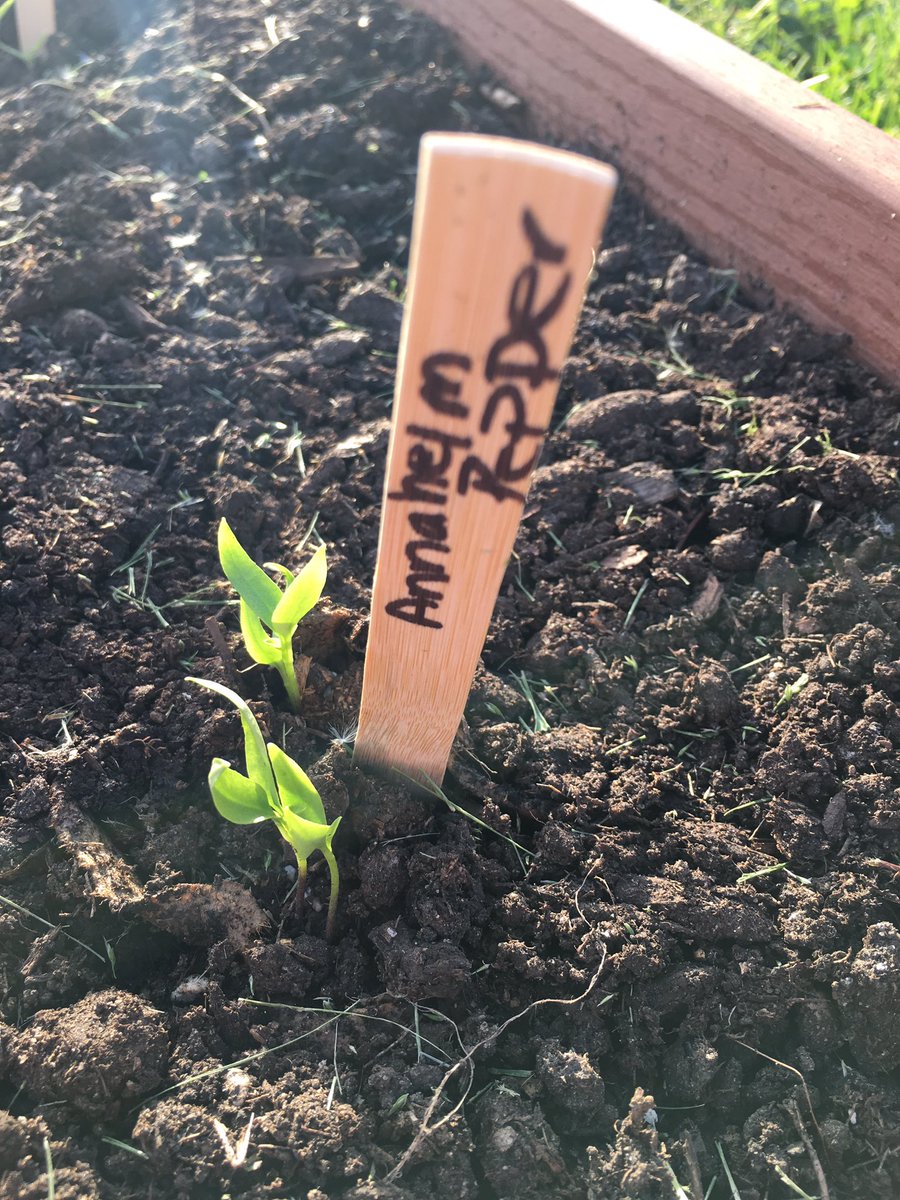 gsmifta's tweet photo. We haven’t really picked a name for the joint Blackhawk Middle School Bensenville Library, NDSEC Transition Greenhouse garden yet but we have life sprouting. The name “Our Garden Needs TLC” &amp; “Growing Possibilities” has been floated. #ourndsec #ndsectlc @BensenvilleLib https://t.co/sDwbcil6kv