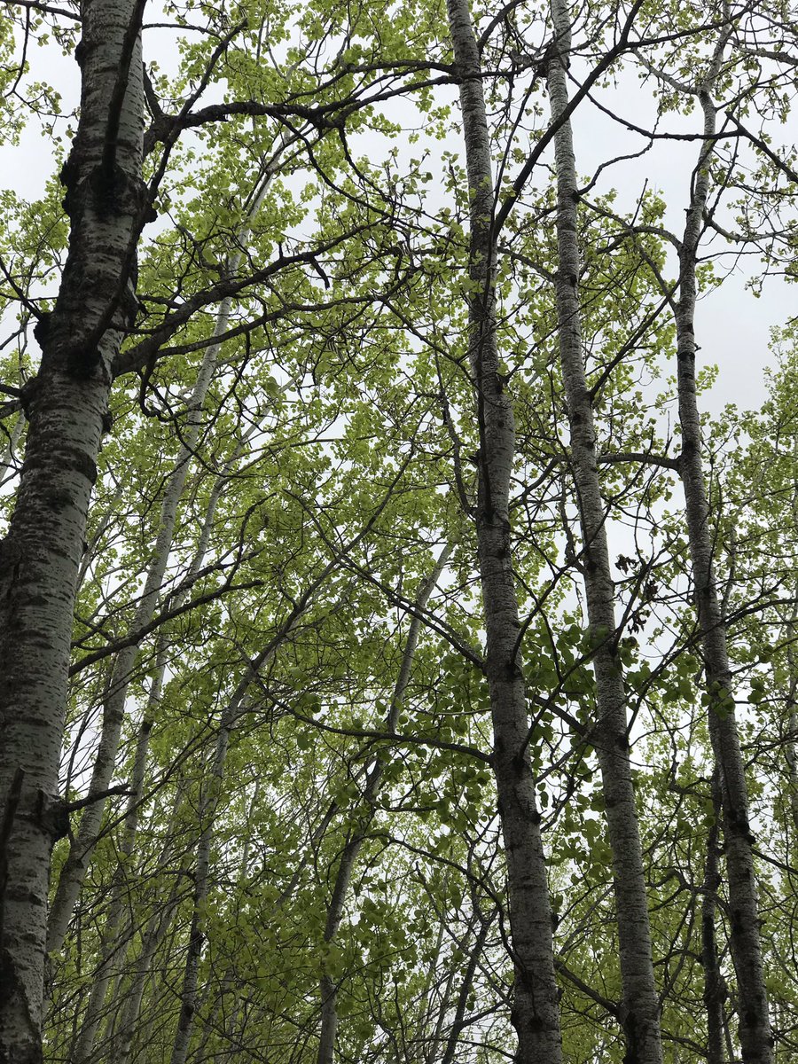 A little rain can’t keep @MontroseWSD away from the forest! #GetOutside #NoBadWeather #Friluftsliv