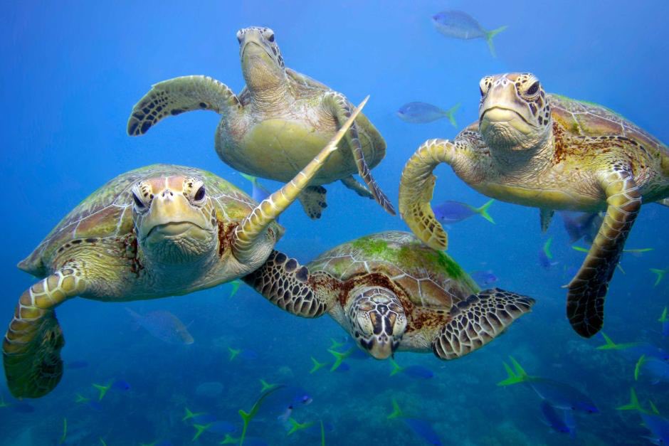 jujuasf's tweet photo. i’m sad to announce that Sea Turtles have unfortunately been marked Endangered due to Humans polluting the ocean too much and poachers killing them https://t.co/maPkOSivdS