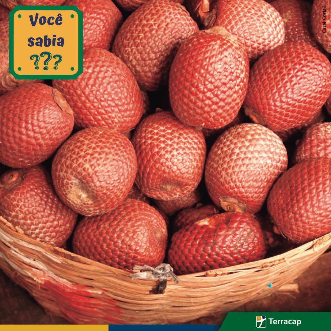 Usa-se o termo buriti para nomear plantas do gênero Mauritia, Astrocaryum, Mauritiella e Trithrinax. O fruto nativo do cerrado, além de saboroso, é rico em vitaminas A, B e C, cálcio, ferro e proteínas. Ele pode ser consumido de forma natural ou em forma de doces, sucos e licores