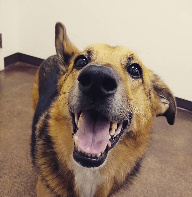snickerpants's tweet photo. Loves everyone at the vet office.
Hates being at the vet office.
#thormichaelson https://t.co/TSy55OAGSz https://t.co/jTcqjXxr0S