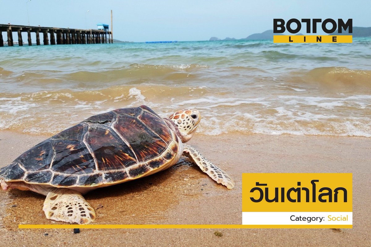 bottomlineth's tweet photo. #ขอทวิตอะไรน่ารักๆหน่อยนะ ใน #วันเต่าโลก ทั้งเต่าบก เต่าน้ำจืด เต่าทะเล และตะพาบ กำลังเผชิญความเสี่ยงยิ่งกว่า 200 ล้านปีที่พวกมันเกิดมา #ขยะทะเล #พลาสติก #โลกร้อน และ การทำบุญหวังดีประสงค์ร้ายจากคนเรา
#BottomLine #BottomLineIs
อ่านต่อ: https://t.co/aATtKAHZx9 https://t.co/MXh6Sz8Nb4