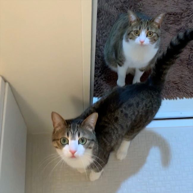 あひるフロスト Ahirufrost Twitter