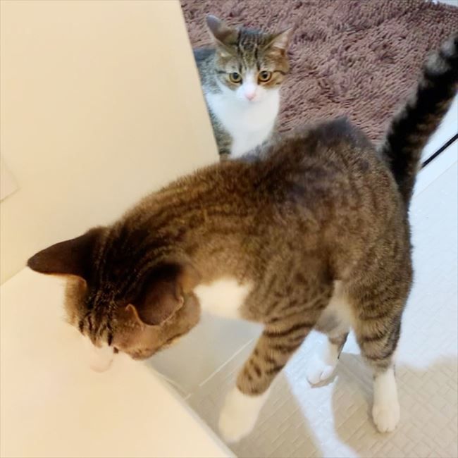 あひるフロスト Ahirufrost Twitter