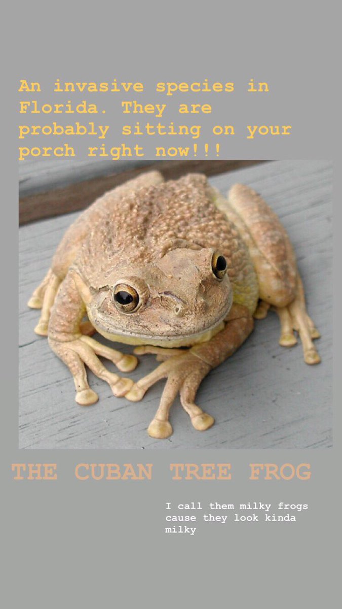 CharTheMaster's tweet photo. Rt to save a native tree frog species life. 

The Cuban tree frogs must be stopped. https://t.co/nWuT7v7Ad5