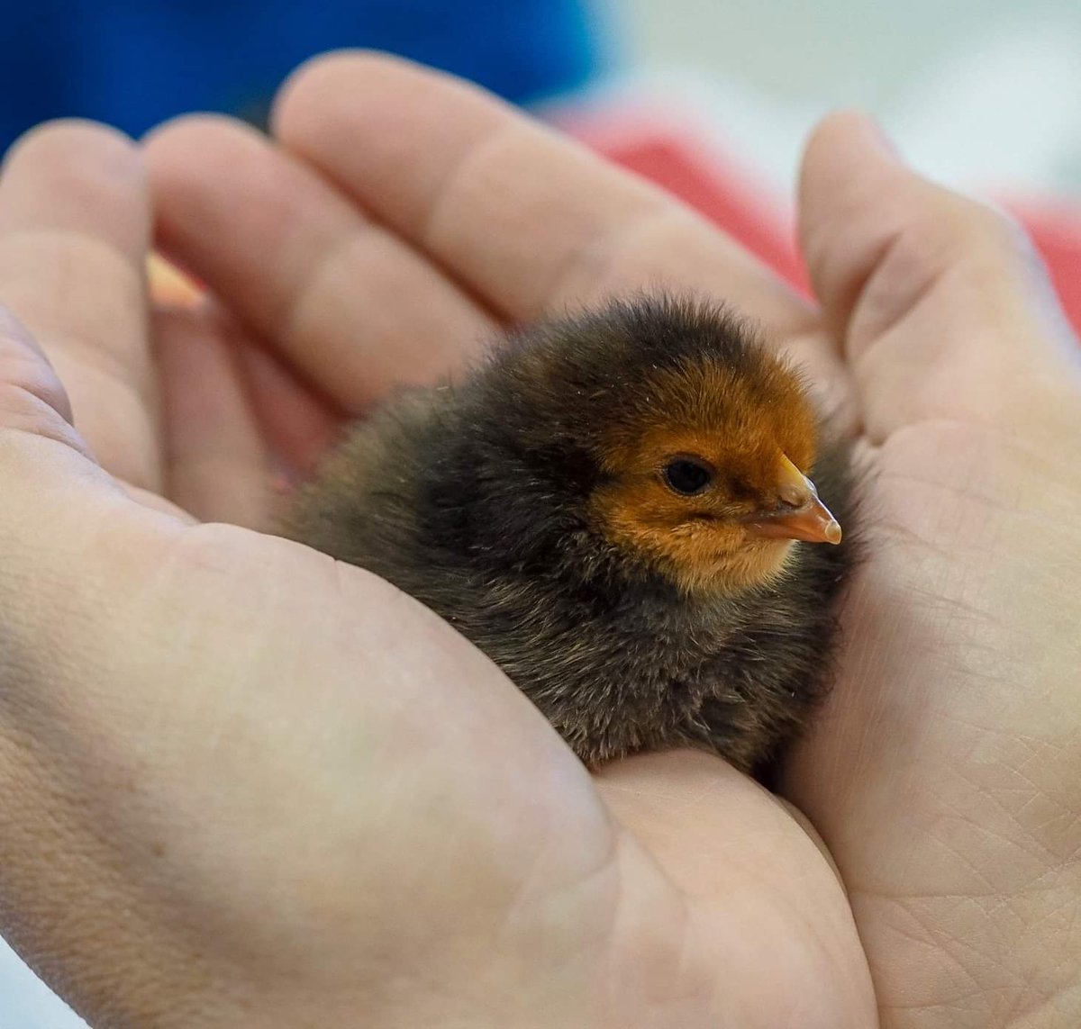 EZAVID's tweet image. Taking a break from SOL stress we work while cuddling baby chicks! Best day ever! Special thanks to Jack T for making it possible. Much 🐣💗 @henleyhornets @lboyce2 @k12albemarle #welovebabychickens #myscienceclass #teacherlife #endoftheyear