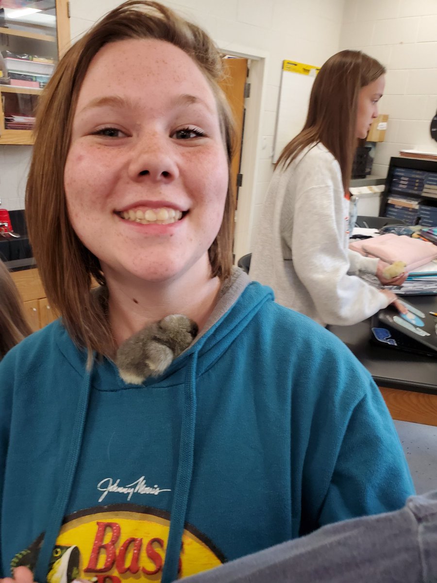 EZAVID's tweet image. Taking a break from SOL stress we work while cuddling baby chicks! Best day ever! Special thanks to Jack T for making it possible. Much 🐣💗 @henleyhornets @lboyce2 @k12albemarle #welovebabychickens #myscienceclass #teacherlife #endoftheyear