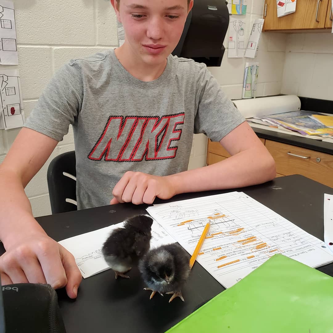 EZAVID's tweet image. Taking a break from SOL stress we work while cuddling baby chicks! Best day ever! Special thanks to Jack T for making it possible. Much 🐣💗 @henleyhornets @lboyce2 @k12albemarle #welovebabychickens #myscienceclass #teacherlife #endoftheyear