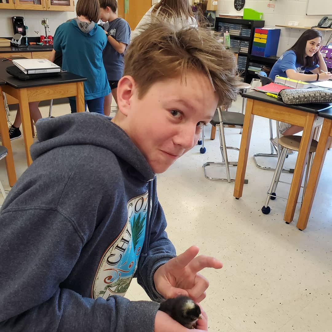 EZAVID's tweet image. Taking a break from SOL stress we work while cuddling baby chicks! Best day ever! Special thanks to Jack T for making it possible. Much 🐣💗 @henleyhornets @lboyce2 @k12albemarle #welovebabychickens #myscienceclass #teacherlife #endoftheyear