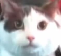 YowarethePallyman  🇯🇵🇺🇸 tweet media