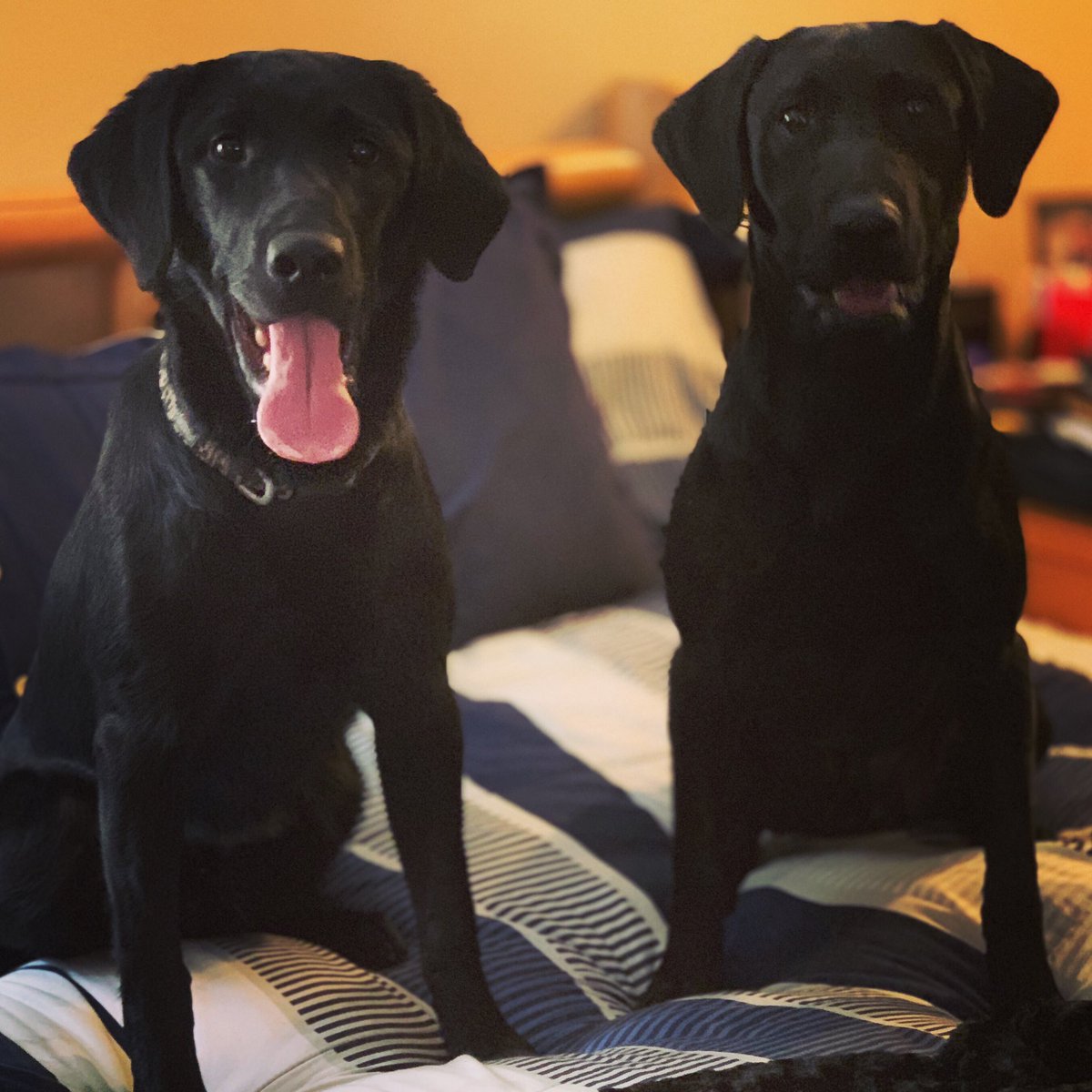 AntlerPoint's tweet photo. Brothers from another mother - Deets and River. #hotellife #apgundogs #antlerpointgundogs #blacklabsquad #blacklab #labradorretriever #labrador #retriever #labsofinstagram https://t.co/d1o28yatYO