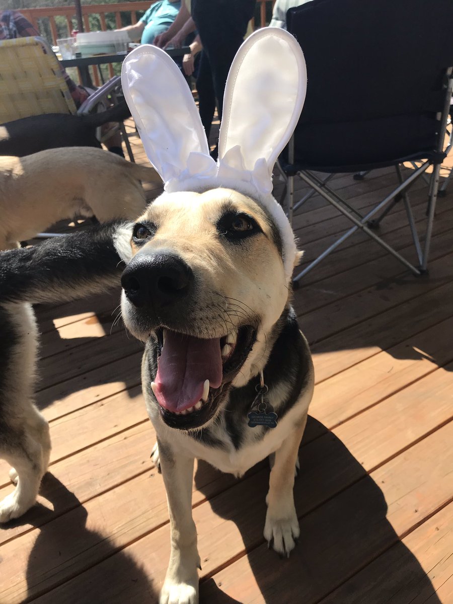 nwefirst's tweet photo. #NationalRescueDogDay https://t.co/VyOzLmE3a7