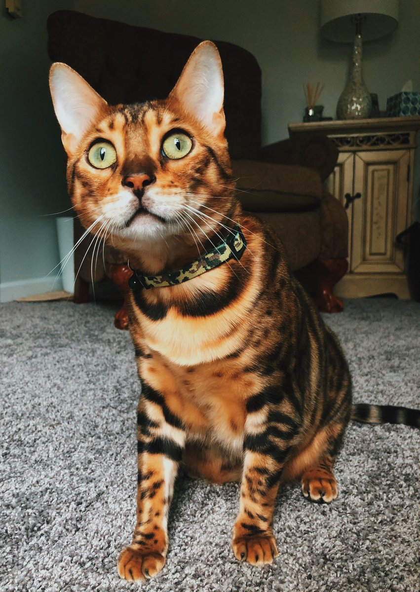 JessicaElla_'s tweet photo. This is Otto. She had a death sentence 3 weeks ago and now look at her. Bengal cats have 9 lives. https://t.co/NXP8uxFk09