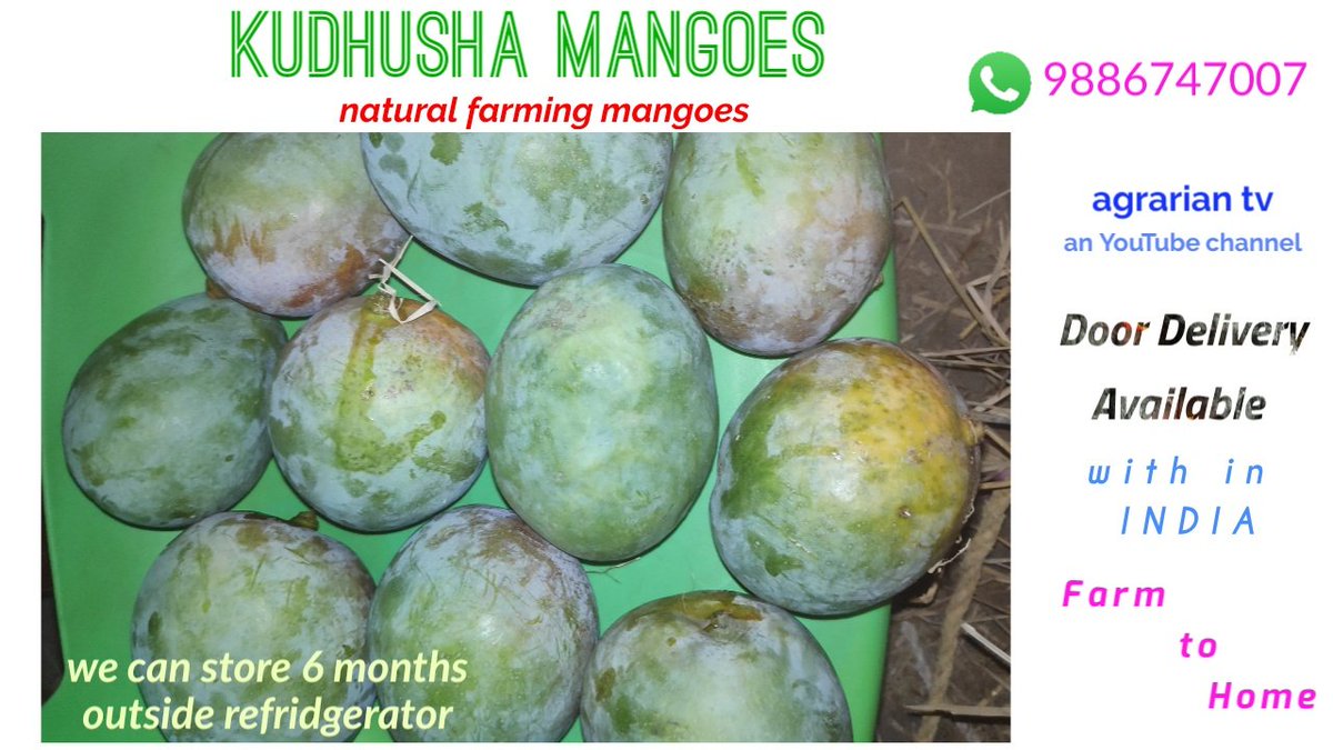 nourgent's tweet photo. These mangoes Can store 6 months. Need them? Book them! 📲 9886747007 https://t.co/eUNCQPqiY0
