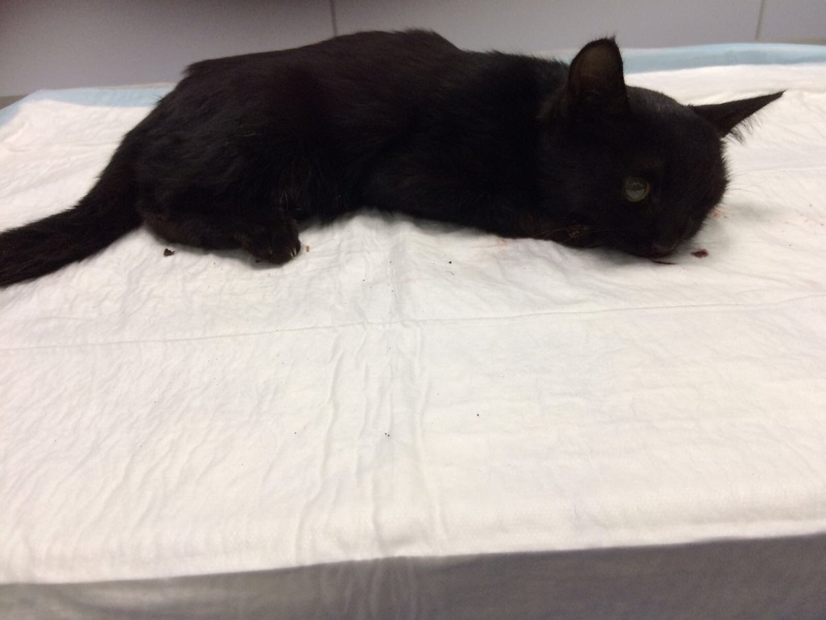 Martafresno's tweet photo. Reminder.
Mía 💔. Me rompe recordar todo lo que sufrió esta gatita por la falta de humanidad. Por favor no abandonen a ningún animal atropellado en la carretera, minutos valen para salvar una vida o evitar el sufrimiento.. https://t.co/SpMOENjLca