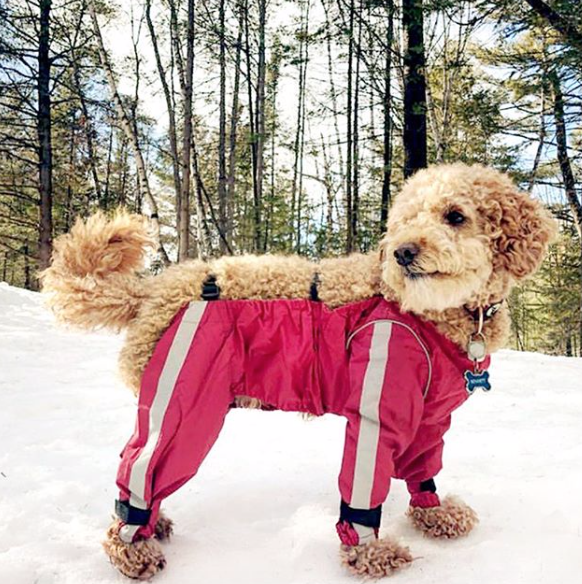 goldendoodle snow pants