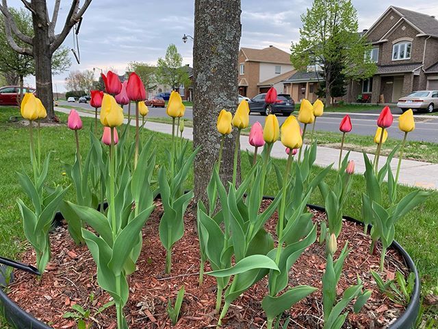 Tulip Festival @ home. #tulipfestival #garden #dutch bit.ly/2VLn9qF
