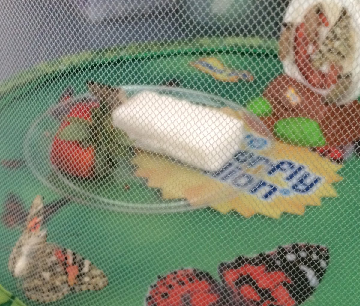 PCulvyhouse's tweet photo. Lots to smile about today in second grade. I love the example the class custodians set during clean up. We listened to a funny story and welcomed two new butterflies. @CardinalRidgeES @Baccus5 #CREYr5 https://t.co/KSLIrxysKZ