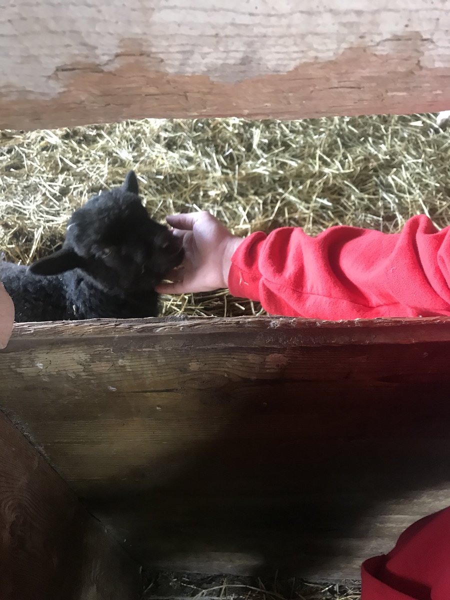 JenninHalton's tweet image. Thanks for the like @KiddieLaurie !  How about this one :). Looks like Alexander has made a life time friend!  #cornkernals #farmlife @DowneysFarm