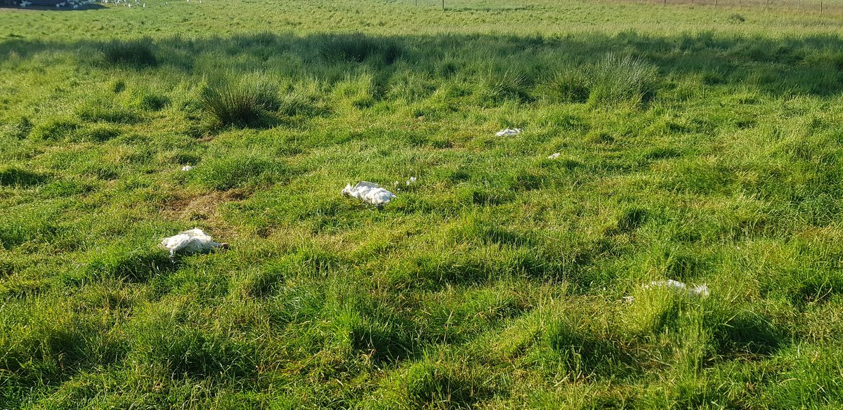 Morgan Merle tweet media