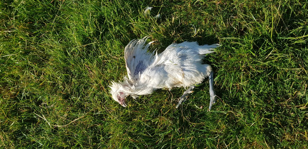 Morgan Merle tweet media