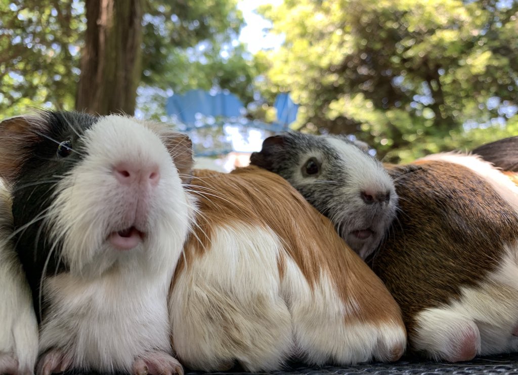 智光山公園こども動物園 公式 در توییتر テンジクネズミは集団でくっついている方が安心します 今日はお尻とお顔交互に並んでくっついてましたよー テンジクネズミ 智光山公園こども動物園