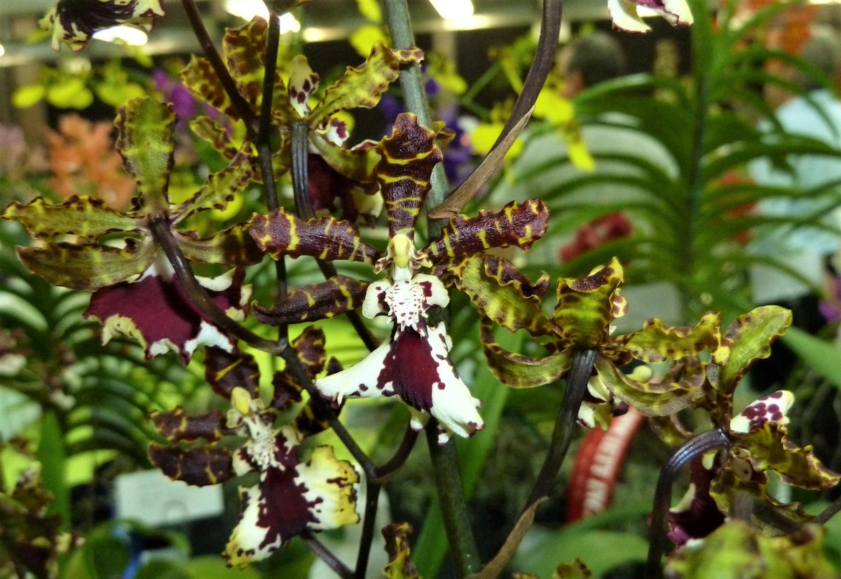 Onc. Sunlight. Absolutely fabulous flowers. The colours blend well but are easy to notice and admire. I do like this specimen. Always best to buy flowering plants unless you buy a flask with 40-60 to choose from)