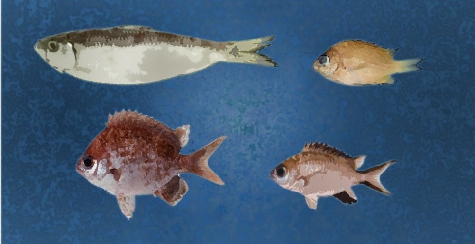 VisualPersist's tweet image. #Fisheries #speciation news!
4 new species of #fish discovered in the archepelagic waters of the #Philippines
• Japanese scientists found a #sardine, possibly endemic, in #ManilaBay.
• US Researchers discovered 3 Chromis in Batangas &amp;amp; Mindoro. #genetics #biodiversity
