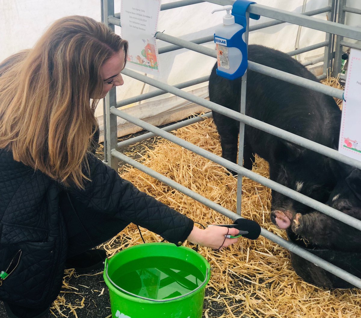My guests are a bit different this morning!😂🐽 Molly and Dolly are here for⁦<a href="/ArmitagePrimary/">Armitage Primary</a>⁩’s farm day. Staff have brought a farm into the Ardwick inner city school to teach children about country life and sourcing food. ⁦<a href="/BBCRadioManc/">BBC Manchester</a>⁩
