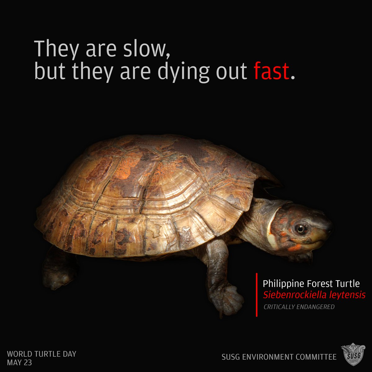 envirocomsusg's tweet image. They are slow, but they are dying out fast. 

Today, May 23, is World Turtle Day. 

We dedicate today's post to a species that has survived despite illegal wildlife trades: The Philippine Forest Turtle.

#WorldTurtleDay