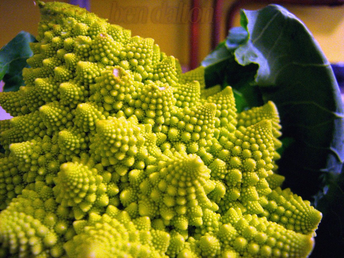 VeganPlanets's tweet photo. MUST READ! US Rep. Alexandria Ocasio-Cortez's (#AOC) Recent #GreenSpace Video Commentary about "#Colonialist Cauliflower", Re-examined. https://t.co/bMqdi6148i #GreenNewDeal #UrbanGardening #Bronx #NYC #Plantbased #vegan #healthyLiving #diet #eatwell https://t.co/ZqwmR3h7V6