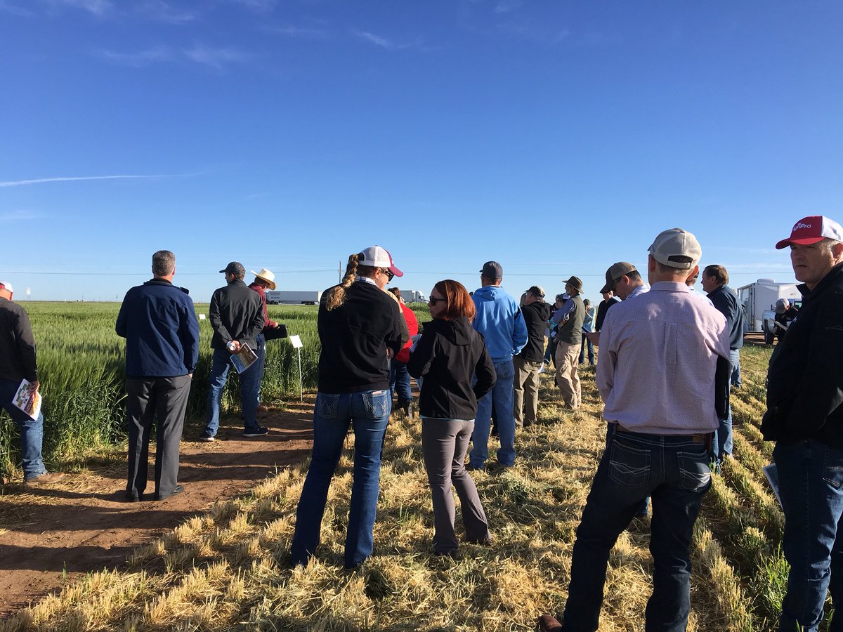 TAM Wheat Team in Amarillo had a great wheat field day trip with bus at a nice sunny day in Bushland-Dalhart-Groom, TX. Two new TAM releases, TAM 115 and TAM 205. <a href="/TAMWheat/">Jackie Rudd</a> <a href="/AibrahimAmir/">Amir Ibrahim</a> <a href="/J_SBaker/">Shannon Baker</a> <a href="/TXSmallGrains/">TAMU Small Grains Variety Testing Program</a> <a href="/TXPanAg/">Jourdan Bell</a> <a href="/skledbetter/">Kay Ledbetter</a> <a href="/QingwuXue/">Qingwu Xue</a> @agrilife <a href="/TexasWheat/">Texas Wheat</a> <a href="/a_agrilife/">Texas A&M AgriLife - Amarillo</a>