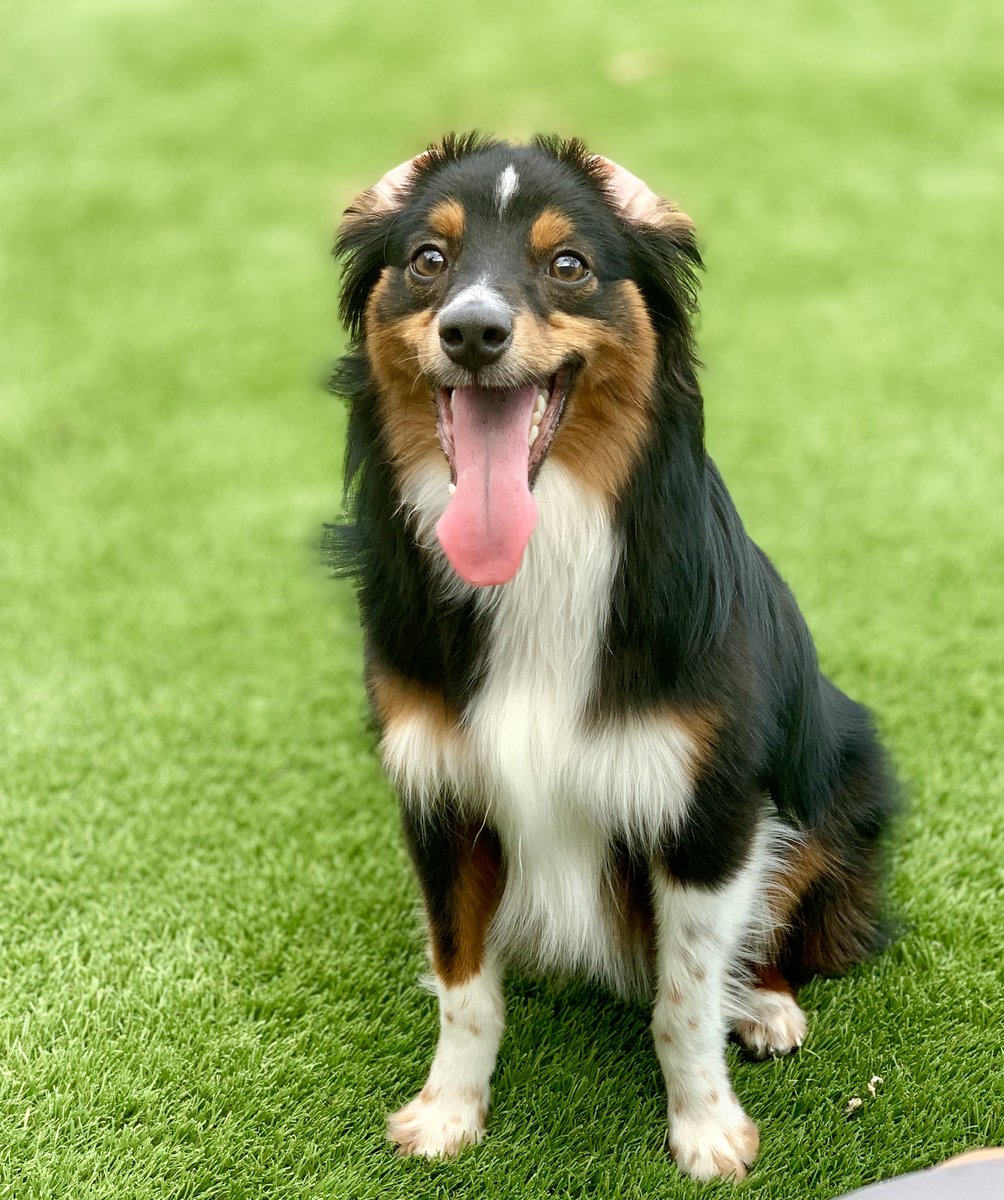 PhotoSilvas's tweet photo. Bandit being a goof with his ear tucked back. I guess he was running too fast 🐕 💨 #servicesdog #miniaussie  @aussiesdointhgs @VincentSilvas32 https://t.co/I9CE6X2kIR