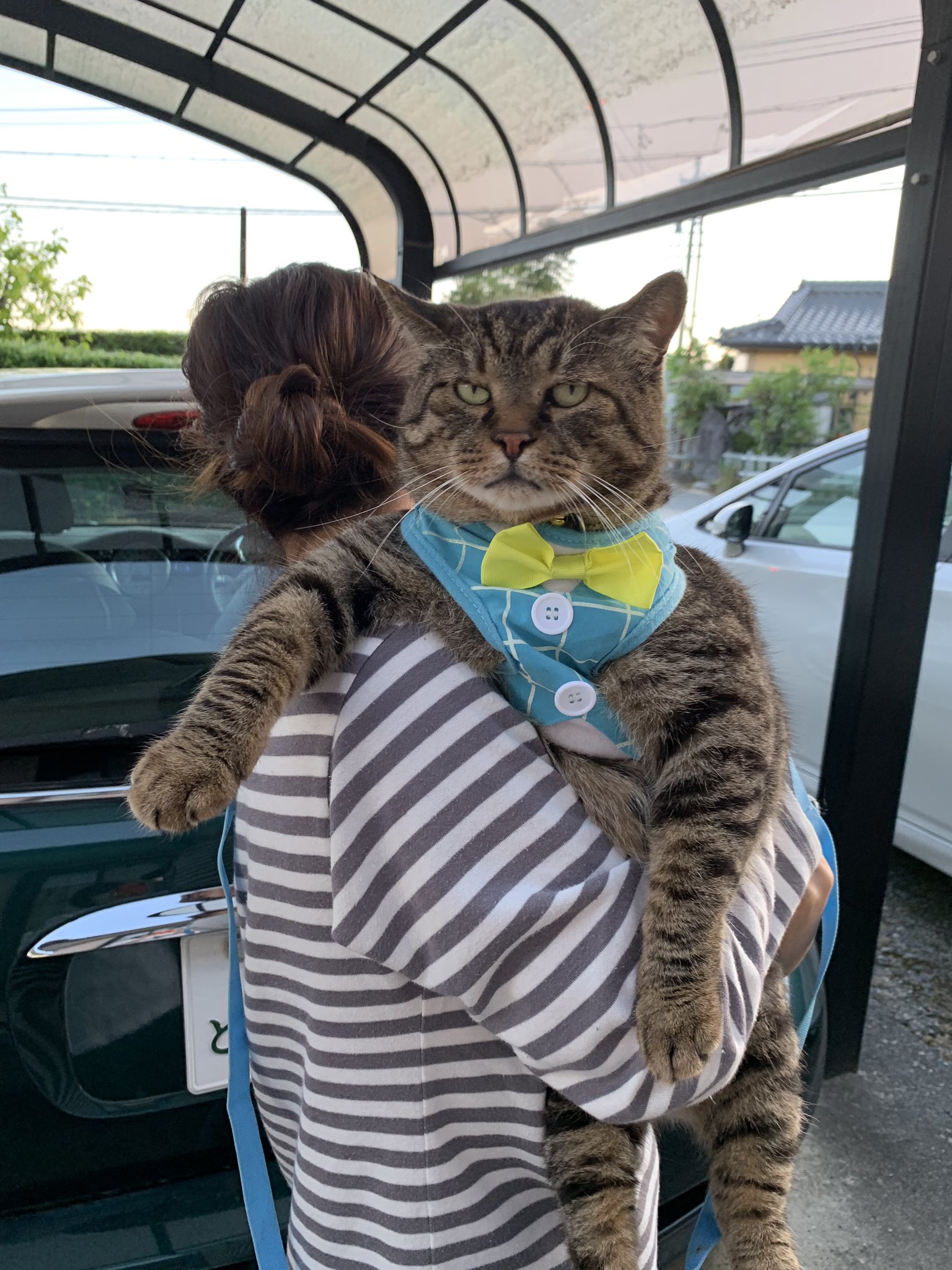 しばた うちの猫の大きさです メインクーン超えますね しばた うちの猫の大きさです メインクーン超えますね