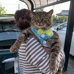 大きな猫種 メインクーンの平均体重を超えてる日本猫さんの大きさにビックリ 大きい猫さんたちの写真がリプで続々集まる Togetter 大きな猫種 メインクーンの平均体重を超えてる日本猫さんの大きさにビックリ 大きい猫さんたちの写真がリプで続々集まる Togetter