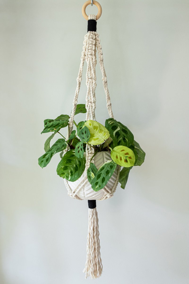 TortueCrafts's tweet photo. Natural Cotton Macramé Plant Hanger with Black Trim!

Available at https://t.co/o8wijrJ16q

#macrame #planthanger #hangingplanter #etsy #etsyseller #etsyshop #etsystore #macrameplanthanger #macramehangingplanter #houseplant #etsydeals #etsydeal #etsysale #macrameetsy #etsyplants https://t.co/LWj5WIUnUD