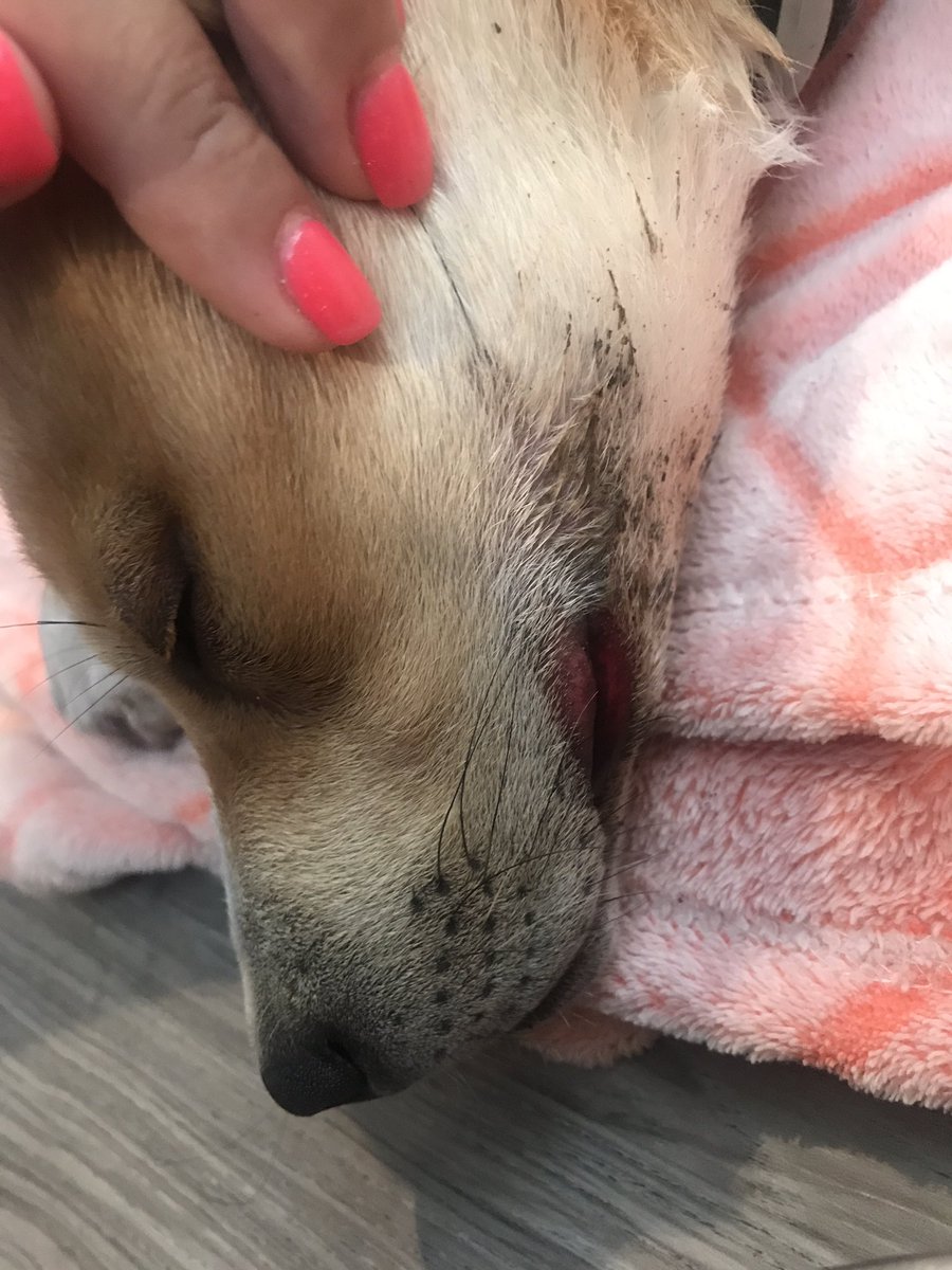 krystendbrown's tweet photo. @Savanna_graceee She got hit, but she’s ok 😭😭 https://t.co/XQNPeS6a9e