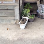 近所を散歩してたら猫が生えてました!夏を感じる…!