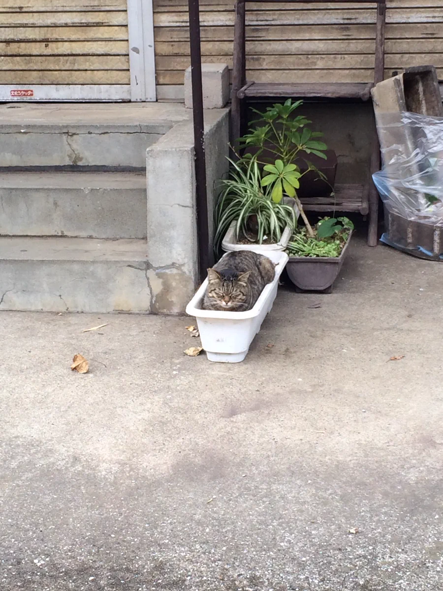 近所を散歩してたら猫が生えてましたｗｗｗ夏を感じる…！