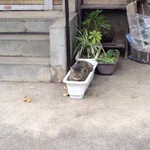 近所を散歩してたら猫が生えてました!夏を感じる…!